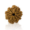 Aath Mukhi/ Eight Faced Rudraksha