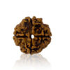 Chaar Mukhi/ Four faced Rudraksha
