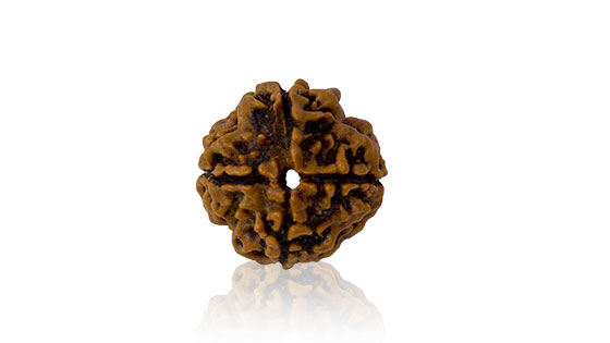Chaar Mukhi/ Four faced Rudraksha