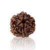 Chhah Mukhi/ Six Faced Rudraksha