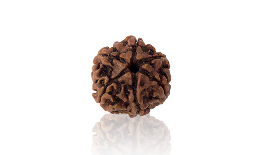 Chhah Mukhi/ Six Faced Rudraksha