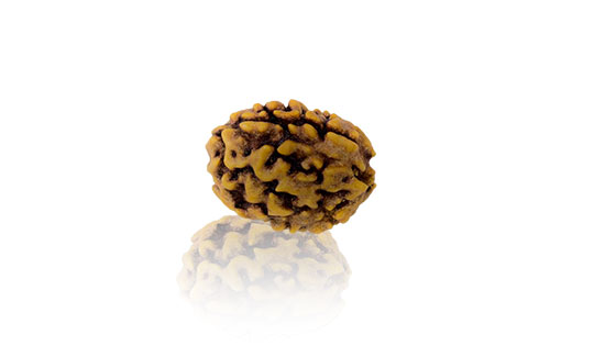 Do Mukhi / Two faced Rudraksha
