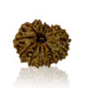 Dus Mukhi / Ten Faced Rudraksha