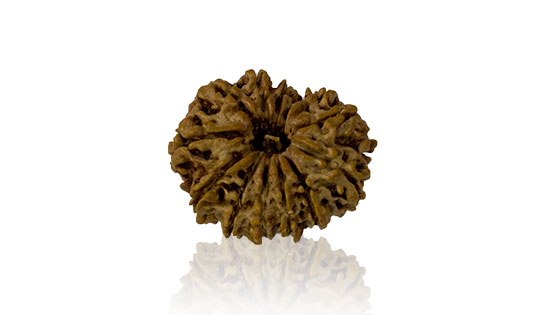 Dus Mukhi / Ten Faced Rudraksha