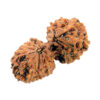 Gauri Shankar Rudraksha