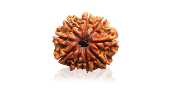 Nau Mukhi/ Nine Faced Ruadraksha