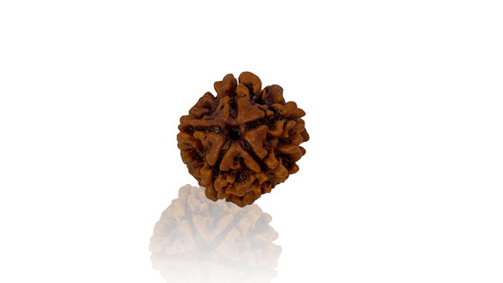 Panch Mukhi/ Five Faced Rudraksha