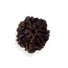 Saat Mukhi/ Seven Faced Rudraksha