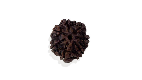 Saat Mukhi/ Seven Faced Rudraksha