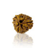 Teen Mukhi / Three Faced Rudraksha