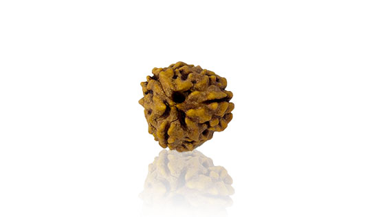 Teen Mukhi / Three Faced Rudraksha