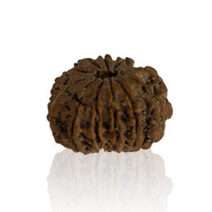 Terah Mukhi/ Thirteen Faced Rudraksha