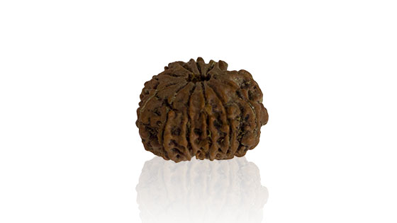 Terah Mukhi/ Thirteen Faced Rudraksha