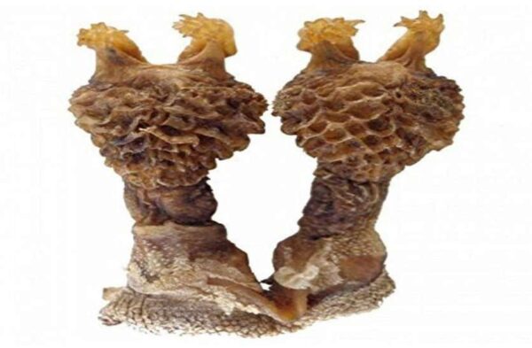 Hatha Jodi Astro Amrut