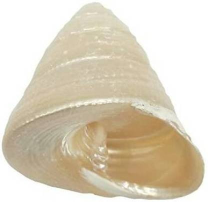 Moti Shankh Astro Amrut