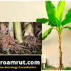 Banana Roots1 Astroamrut