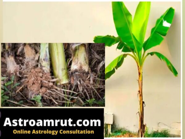 Banana Roots1 Astroamrut