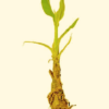 Banana Roots4 Astroamrut