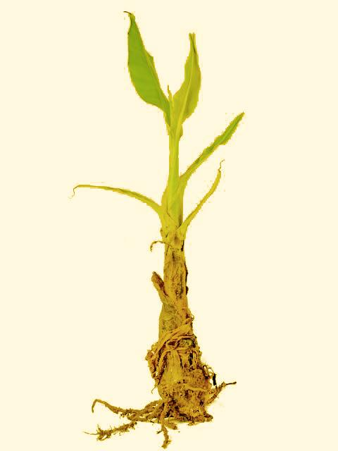 Banana Roots4 Astroamrut