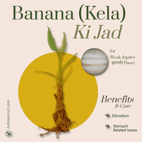Kela_Banana_root_Astroamrut