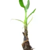 banana-root3Astroamrut