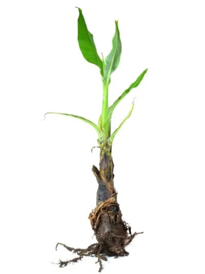 banana-root3Astroamrut