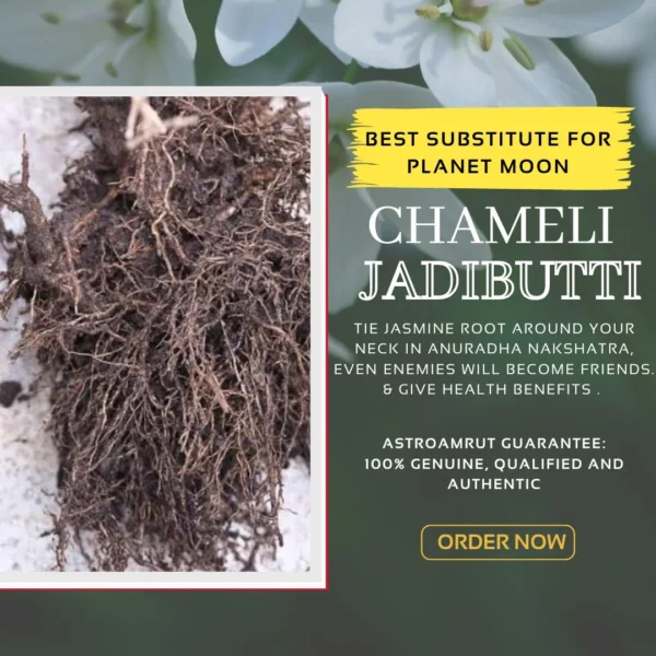 Chameli_Jad_RevolusisInstore Chameli/Jasmine Jad