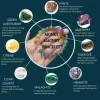 Natural Money Magnet Stone Bracelet