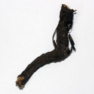 Nagarmotha Root