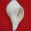 Shankha