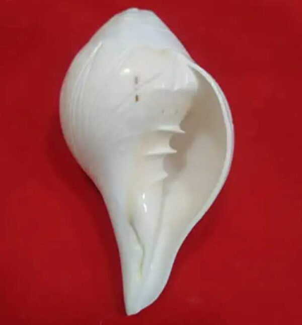 Shankha