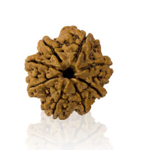 Aath Mukhi/ Eight Faced Rudraksha