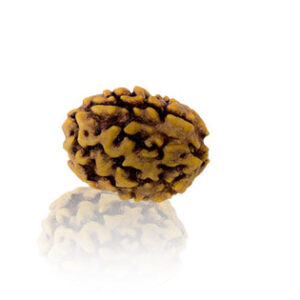 Do Mukhi / Two faced Rudraksha