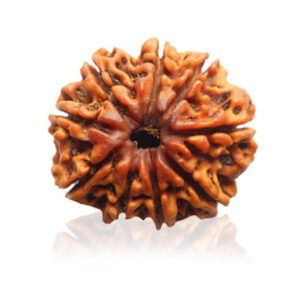 Nau Mukhi/ Nine Faced Ruadraksha