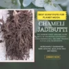 Chameli/Jasmine Jad